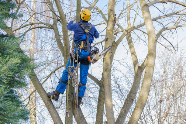 Best Firewood Processing and Delivery  in Nags Head, NC